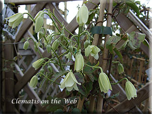 Clematis photograph