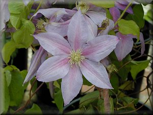 Clematis photograph