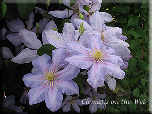 Clematis photograph