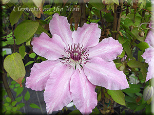 Clematis photograph