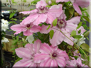 Clematis photograph