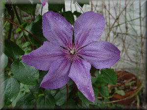 Clematis photograph