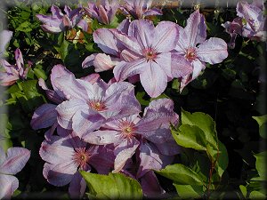 Clematis photograph