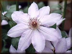 Clematis photograph