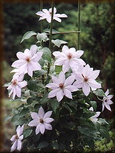 Clematis photograph