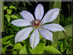 Clematis photograph