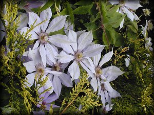 Clematis photograph