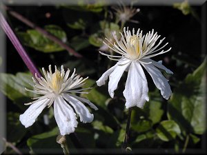 Clematis photograph