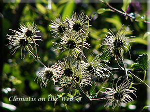 Clematis photograph