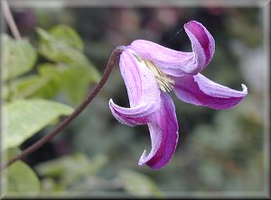 Clematis photograph