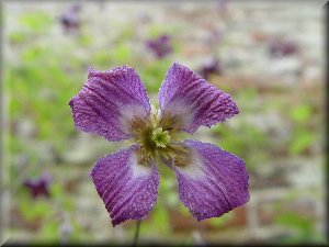 Clematis photograph