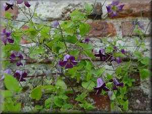 Clematis photograph