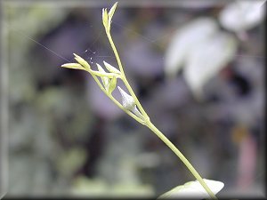 Clematis photograph