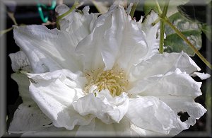 Clematis photograph