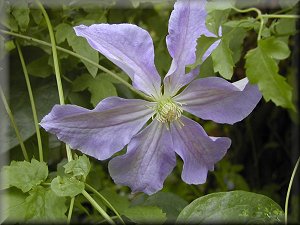 Clematis photograph