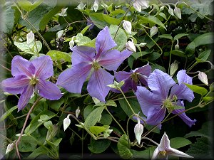 Clematis photograph