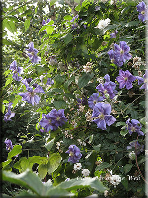 Clematis photograph