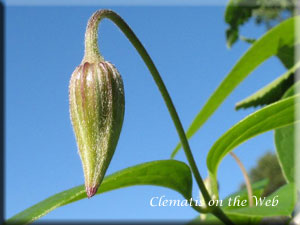 Clematis photograph