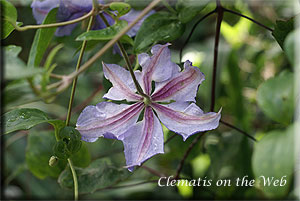 Clematis photograph