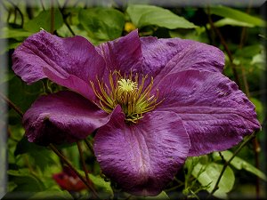 Clematis photograph