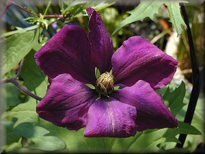 Clematis photograph