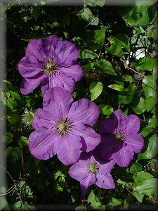 Clematis photograph