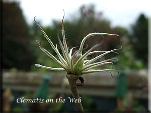 Clematis photograph