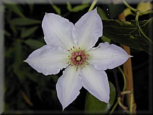 Clematis photograph