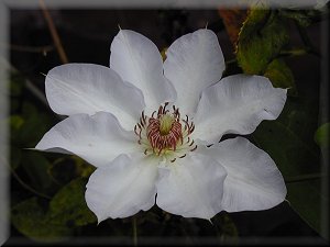 Clematis photograph