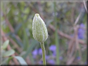 Clematis photograph