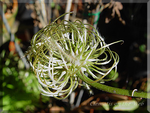 Clematis photograph