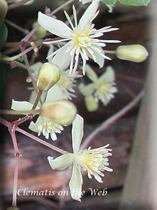 Clematis photograph