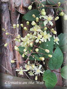 Clematis photograph