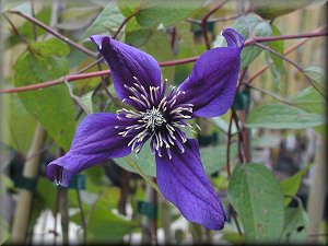 Clematis photograph