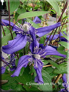 Clematis photograph