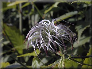 Clematis photograph