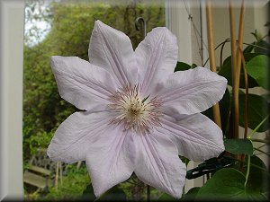 Clematis photograph