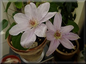 Clematis photograph