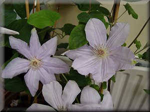 Clematis photograph