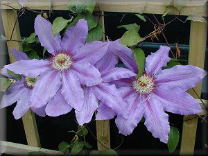 Clematis photograph