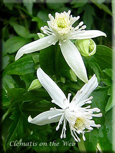 Clematis photograph