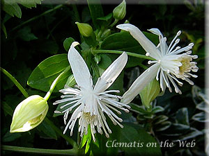 Clematis photograph