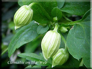 Clematis photograph