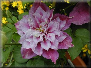 Clematis photograph