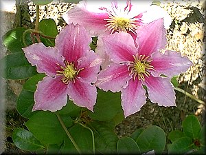 Clematis photograph