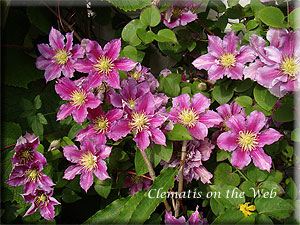 Clematis photograph