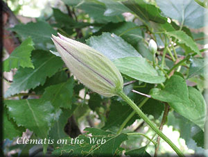 Clematis photograph