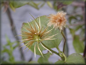 Clematis photograph