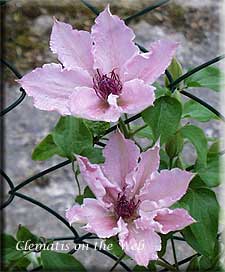 Clematis photograph