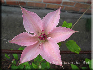 Clematis photograph